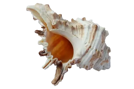 Muschel