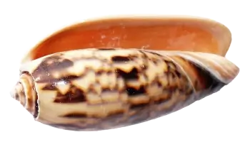 Muschel
