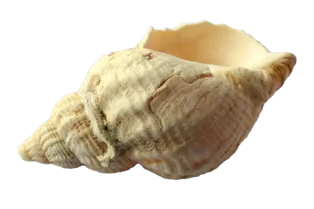Muschel