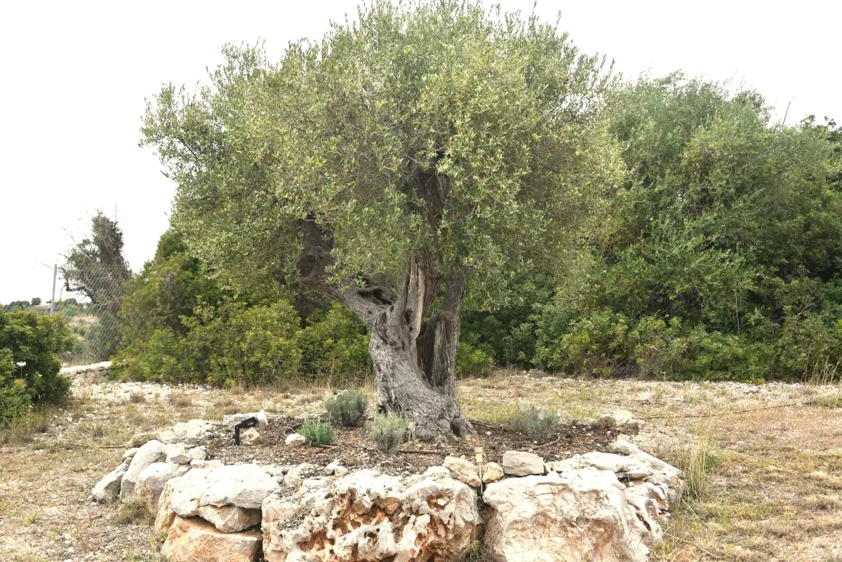 Olivenbaum